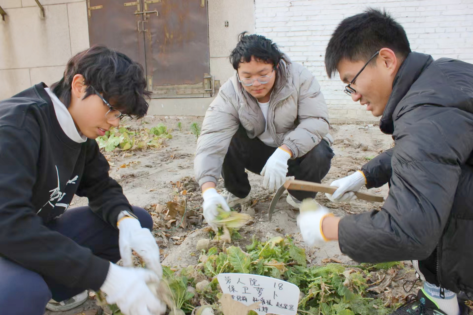 学校在涿州校区举办耕读小院“丰收·美食节” 系列劳动体验活动