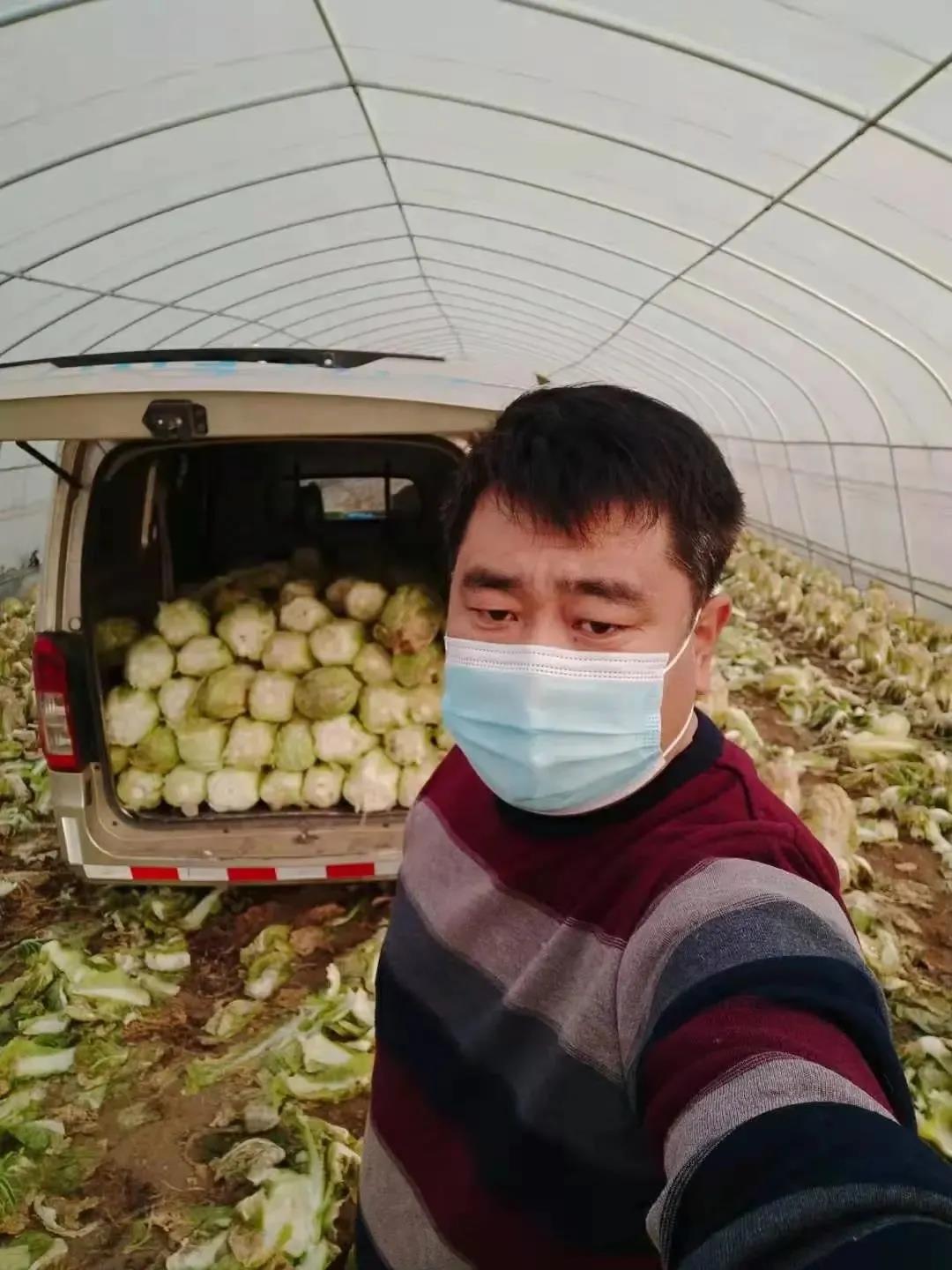 采摘白菜